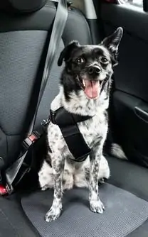 Best Pet products to dropship in 2021 19 Best Pet products to dropship in 2021 13