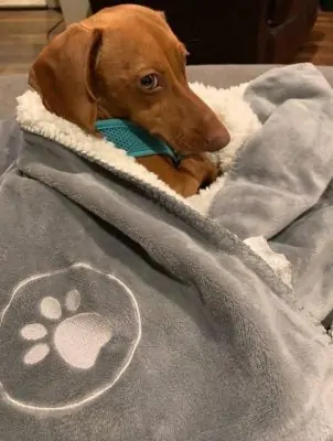 Best Pet products to dropship in 2021 9 Best Pet products to dropship in 2021 3