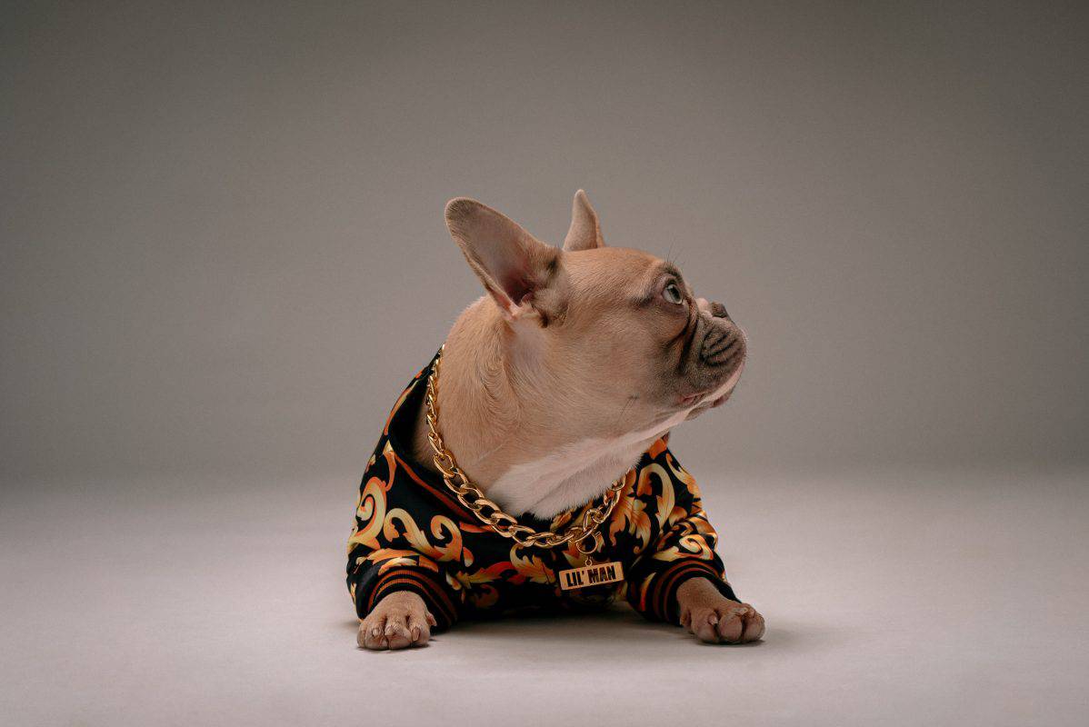 best pet products to dropship