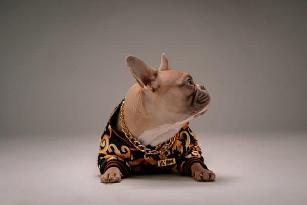 pet dropshipper