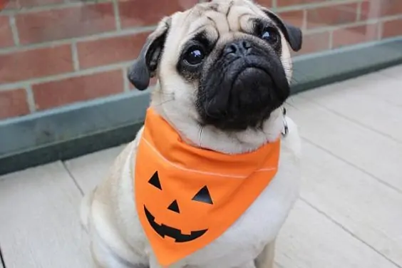 product ideas for gifts dropshipping 2021